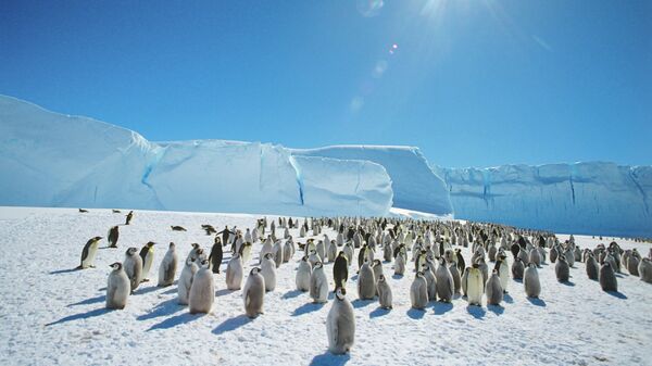Antarctic Penguins Could Face Extinction Due to Bird Flu – UK Official