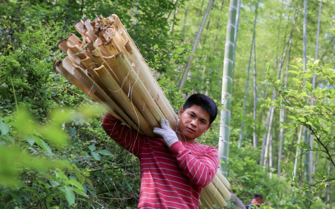 For China, bamboo ‘is where the future lies’ in shift away from polluting plastics