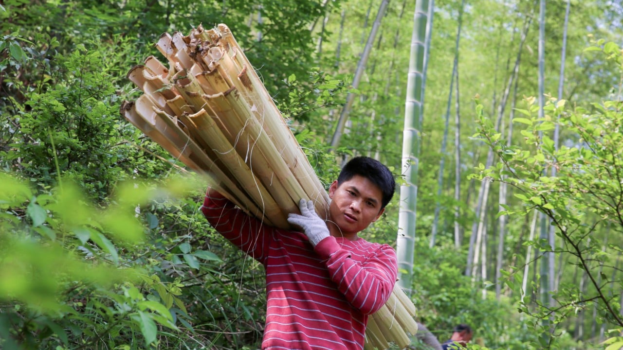 For China, bamboo ‘is where the future lies’ in shift away from polluting plastics