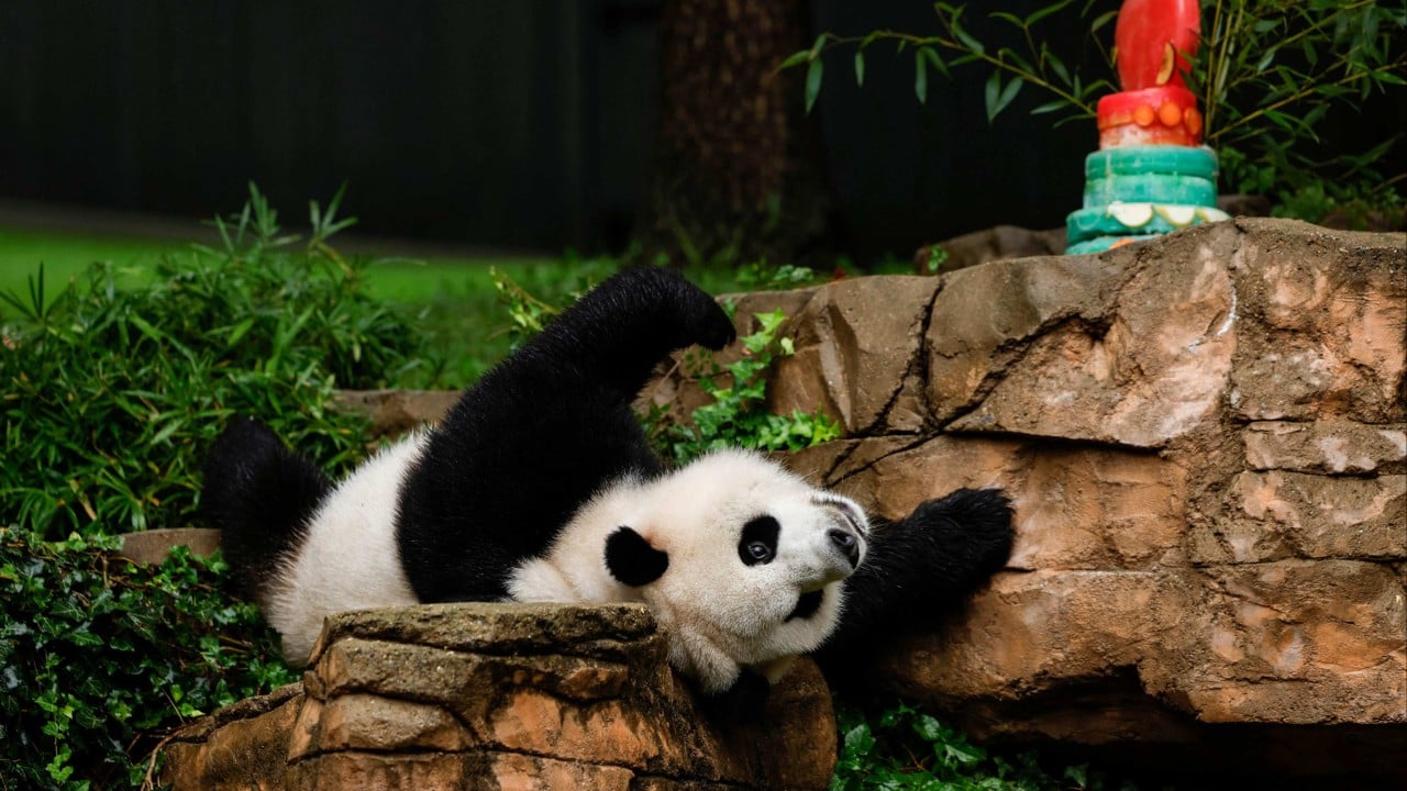 US National Zoo bids farewell to pandas as government shutdown looms