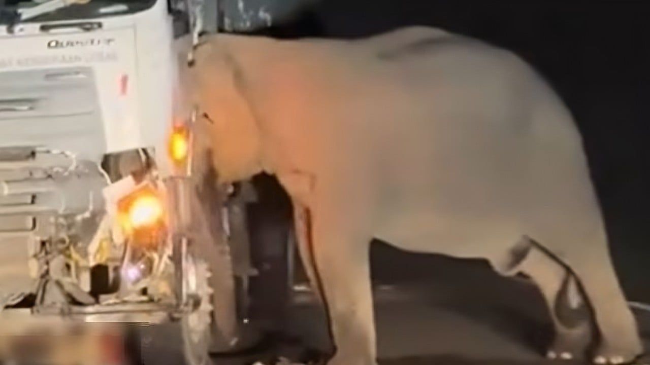 Malaysia vows to protect elephants after calf’s death sparks outcry over lapsed promises