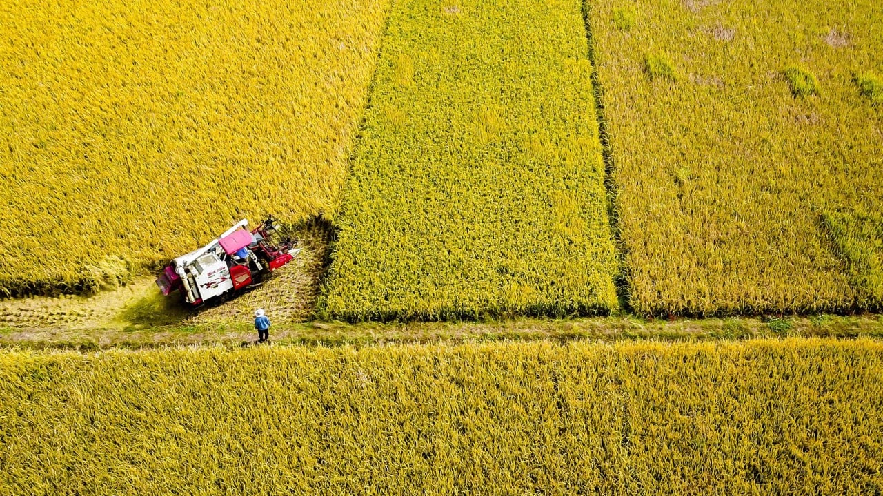 Southeast Asia’s climate-driven pest invasion threatens China’s food security, study finds