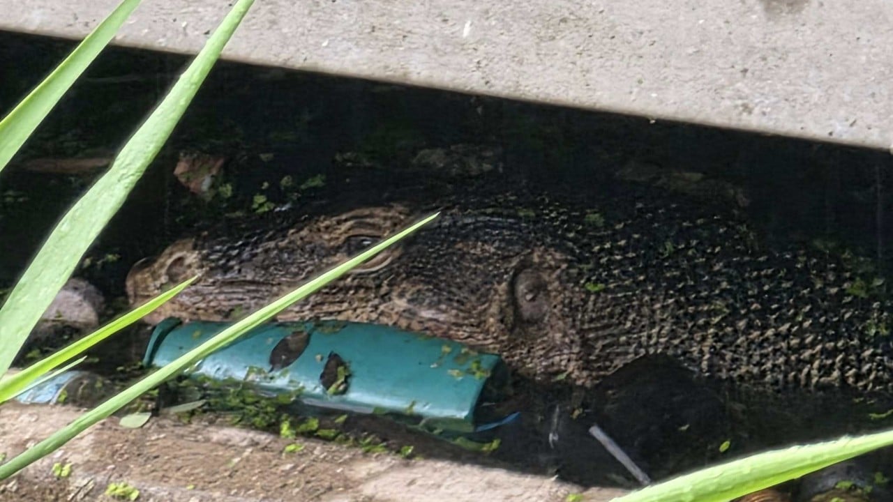Lizard found eating abandoned newborn horrifies Thailand: ‘sick to my stomach’