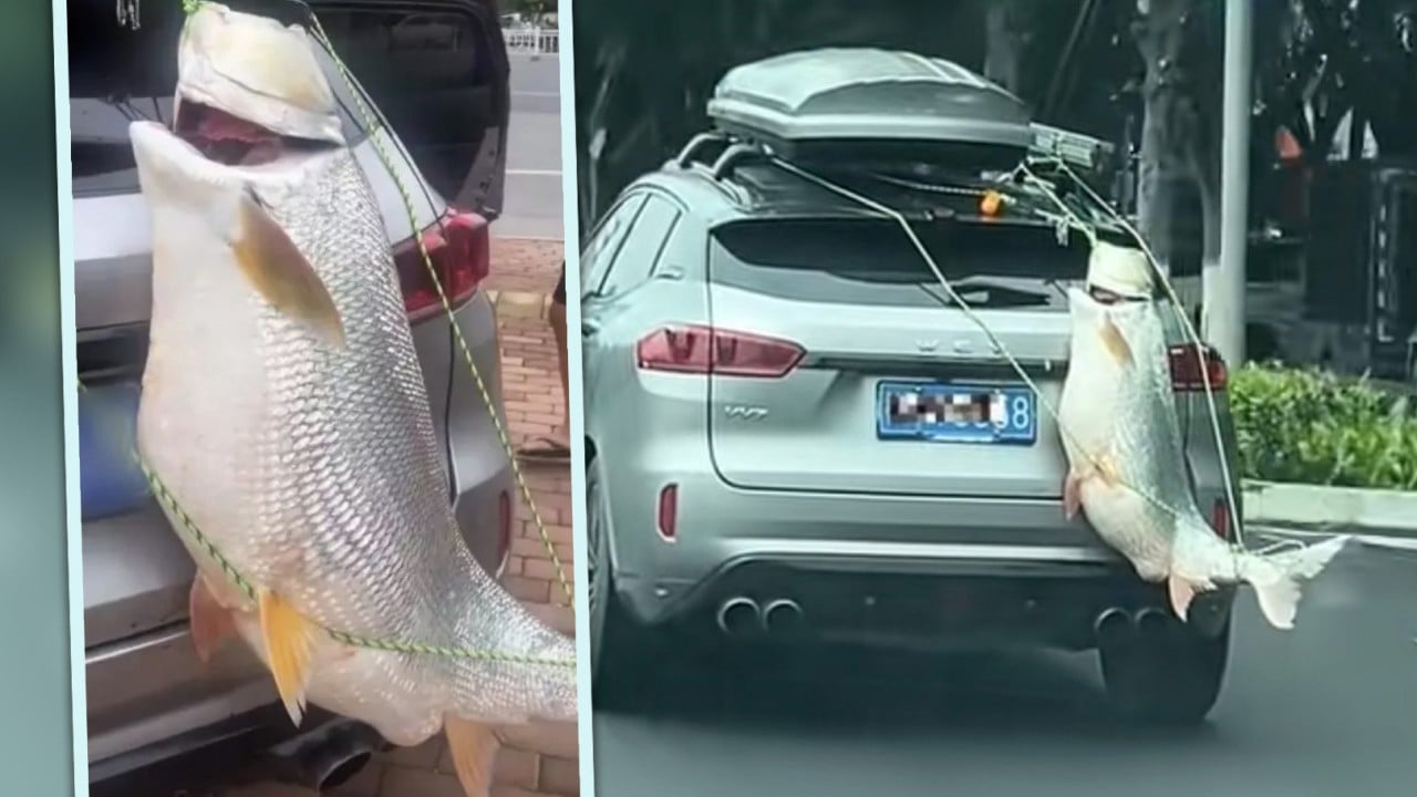 Chinese fishing fan hangs big catch from car while driving, is slapped with fine