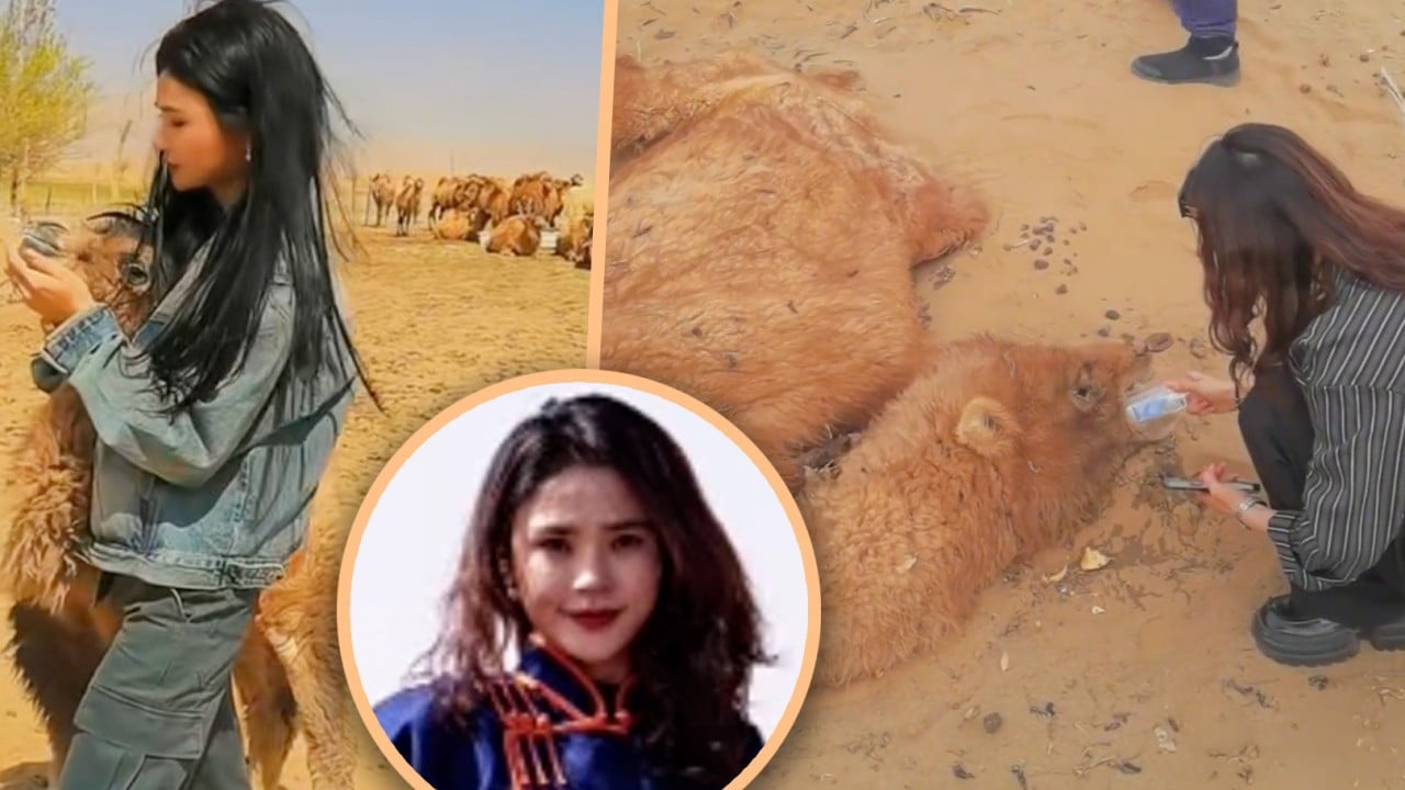 Chinese woman earns praise for giving first aid to dehydrated camel in desert