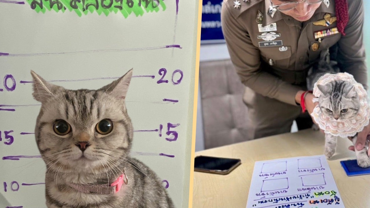 Cat ‘arrested’ with mugshot taken for attacking Thai police during rescue, amusing netizens