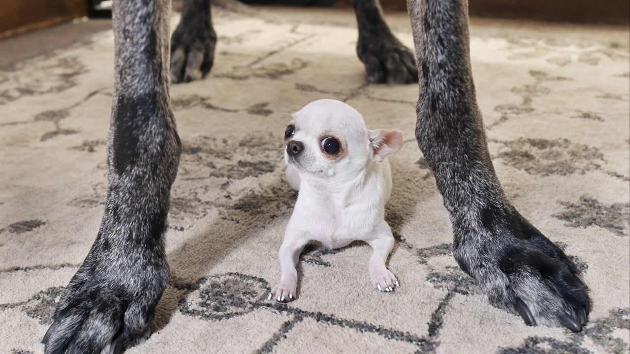World’s tallest and smallest dogs meet up for a play date