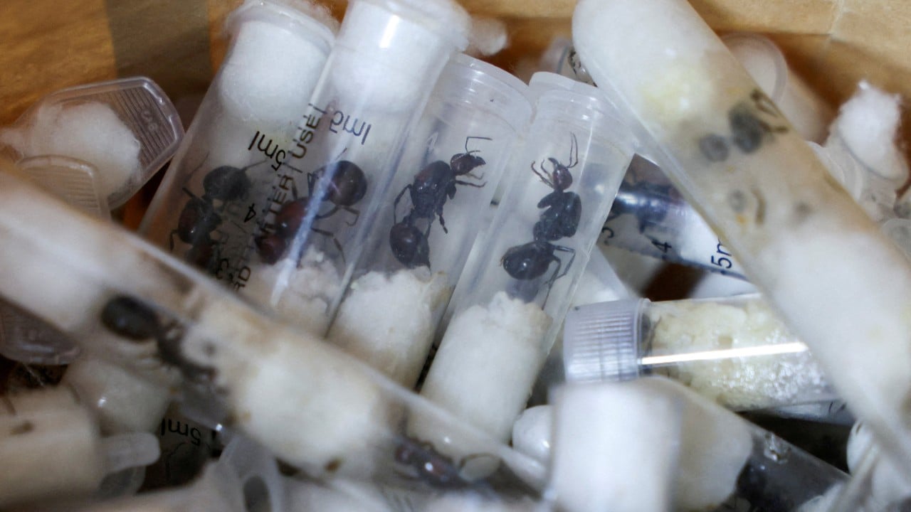 Belgian teenagers with 5,000 ants in Kenya get US$7,700 fine or 1-year jail