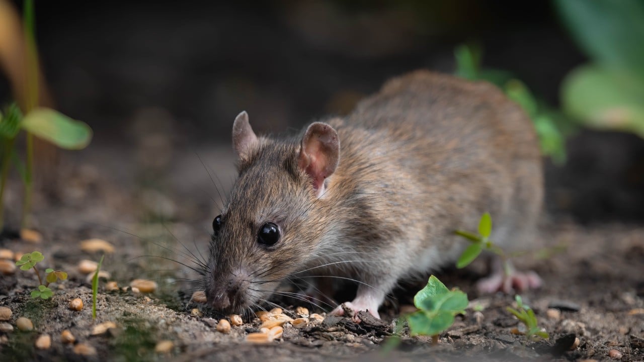 The rat in the room: understanding Indonesia’s hantavirus cases