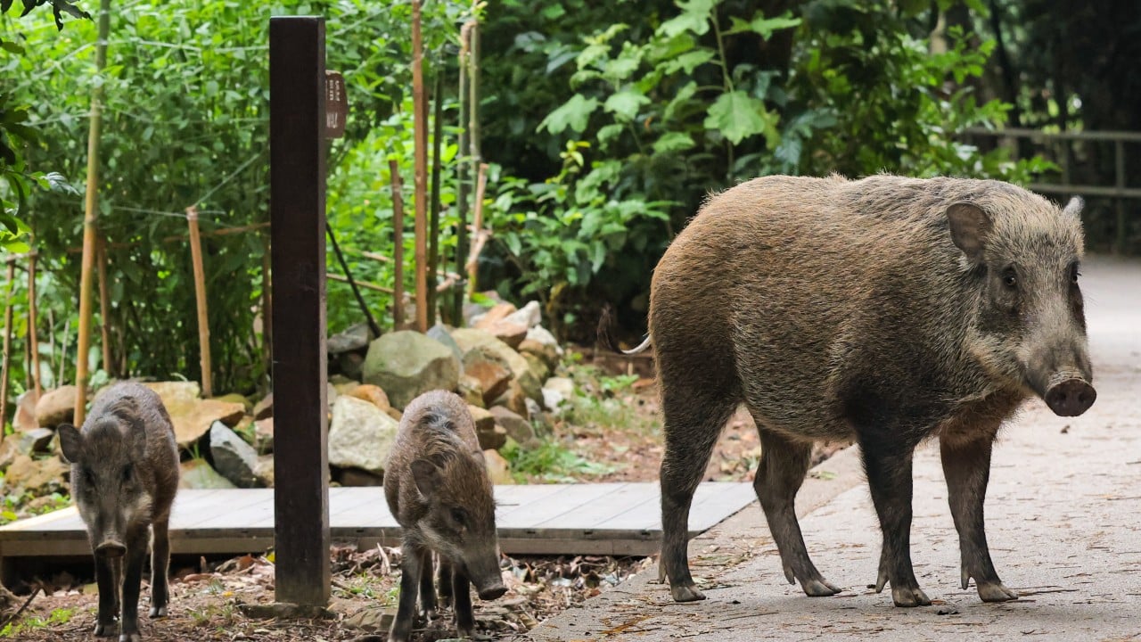 Pigs may have been domesticated in China as early as Neolithic era: study