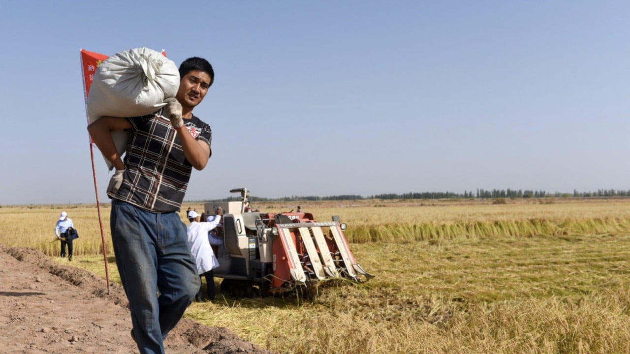 Food security takes root: how China’s Xinjiang is at forefront of national push