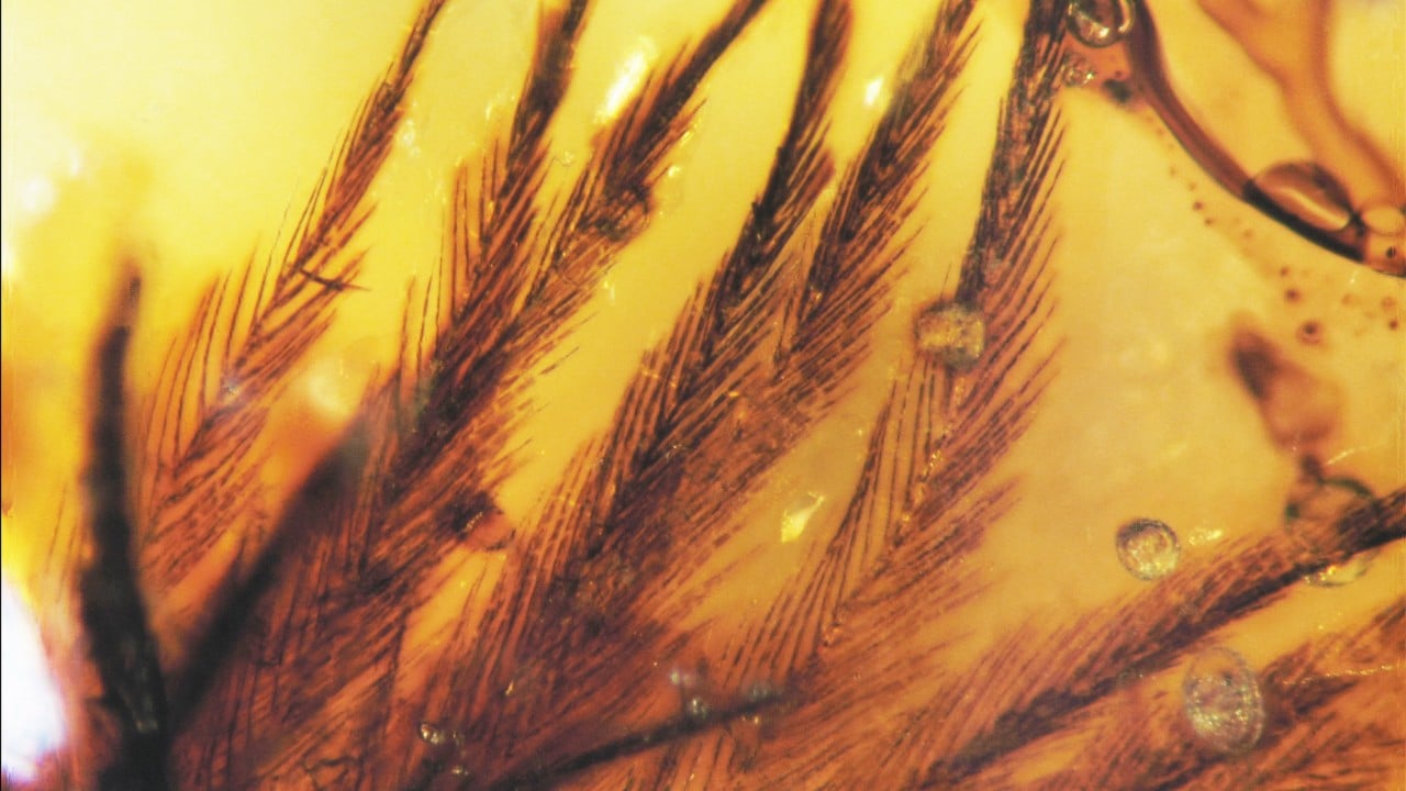 Chinese study reveals how birds beat dinosaurs in conquering the sky