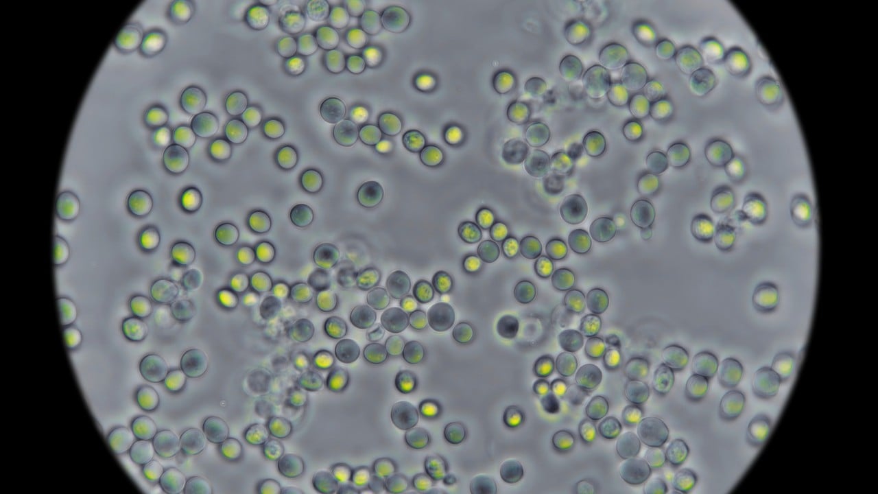 How ancient Chinese wisdom and yeast helped decode cell life cycles