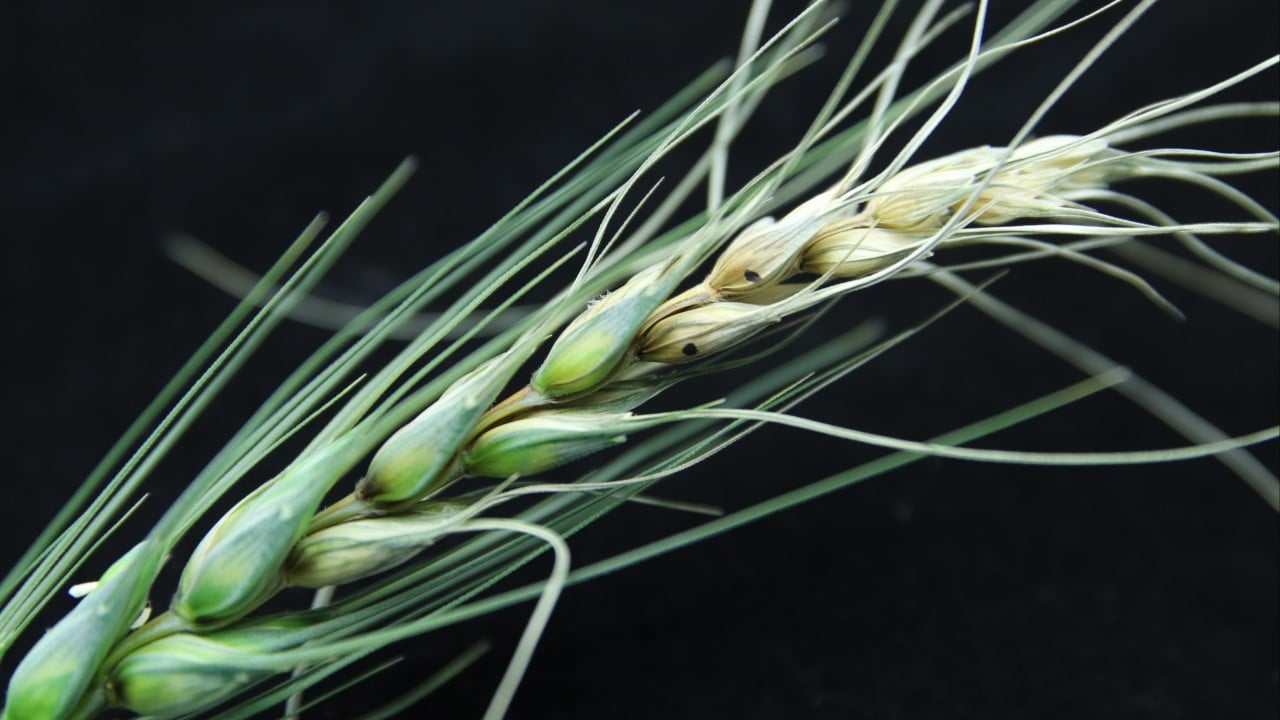 Is the common fungus Fusarium graminearum an ‘agroterrorism agent’?