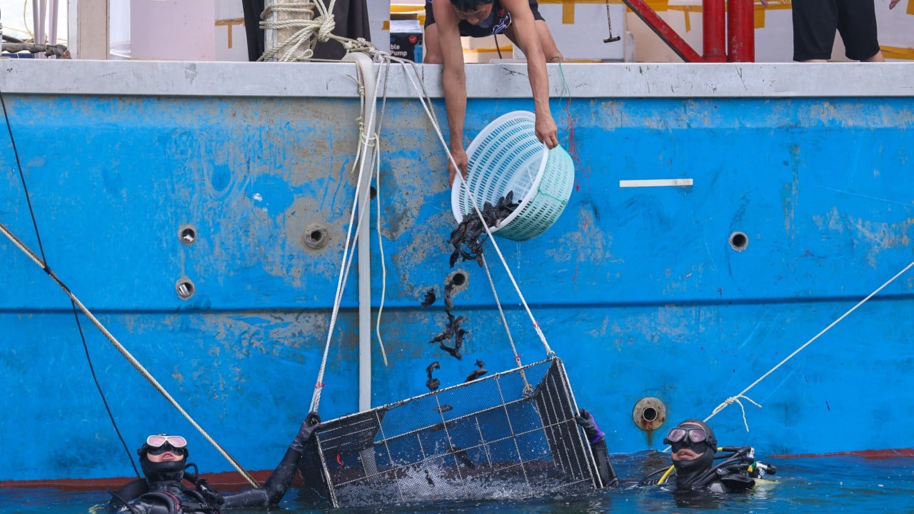 Why is Hong Kong releasing 83,500 young fish into its waters?