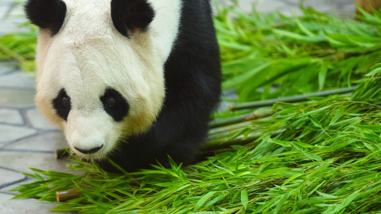 Will more pandas boost China-Japan ties amid US tariff anxiety?