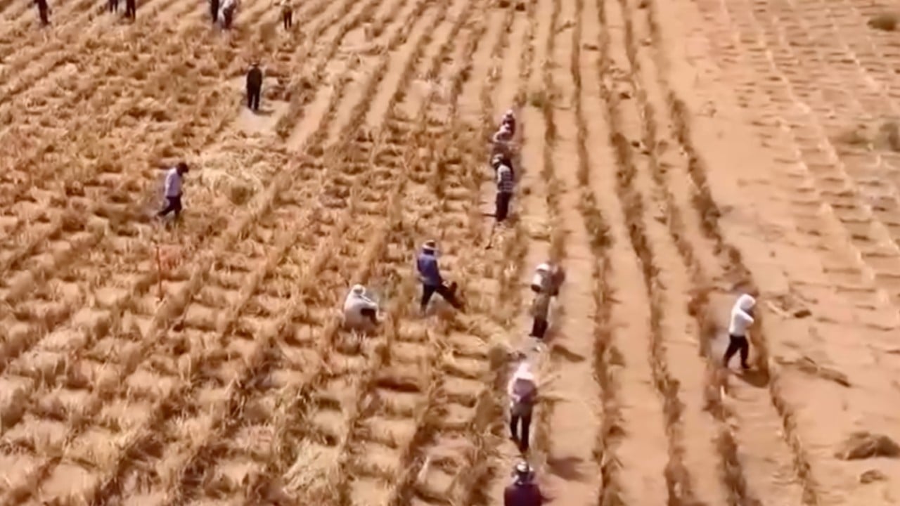 China’s ‘green great wall’ triggers hay fever misery: scientists