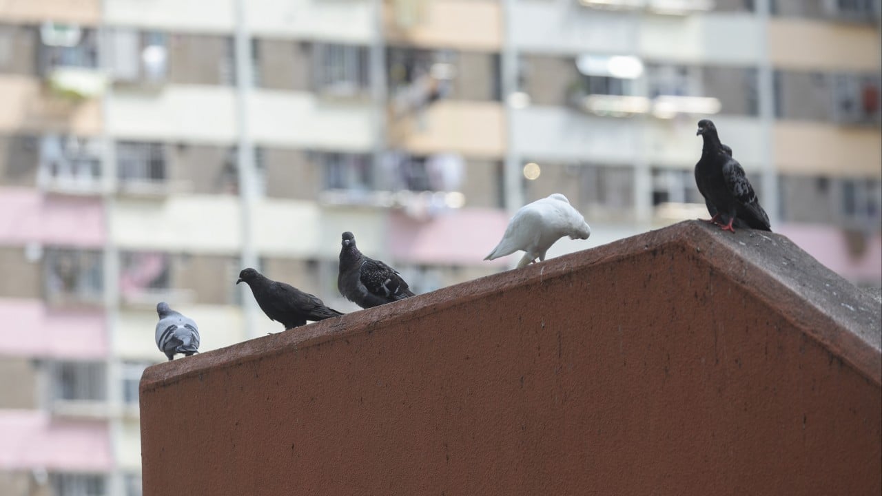 Hong Kong’s feral pigeon population drops 11% in hotspots amid feeding ban