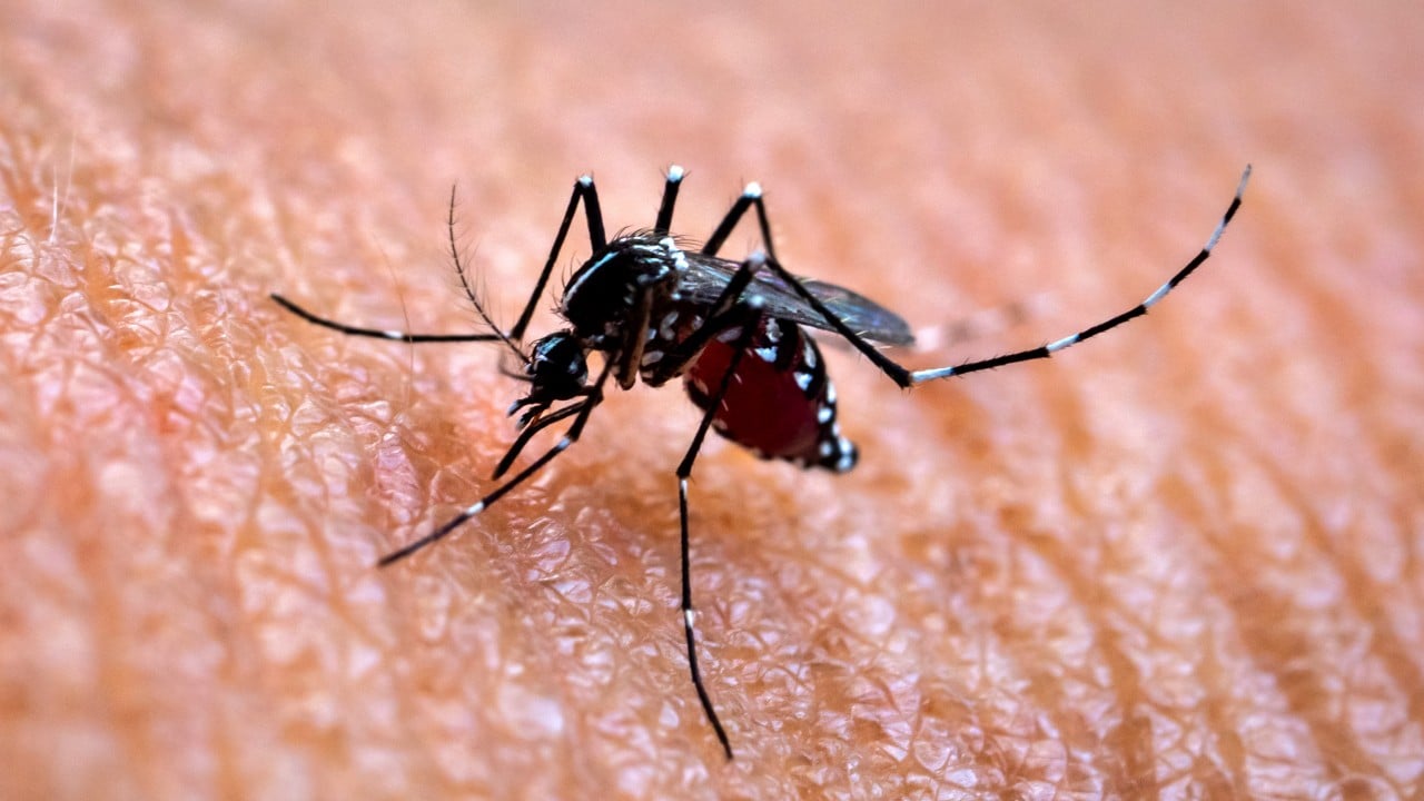 Hong Kong at risk of imported cases of mosquito-borne Chikungunya fever: experts