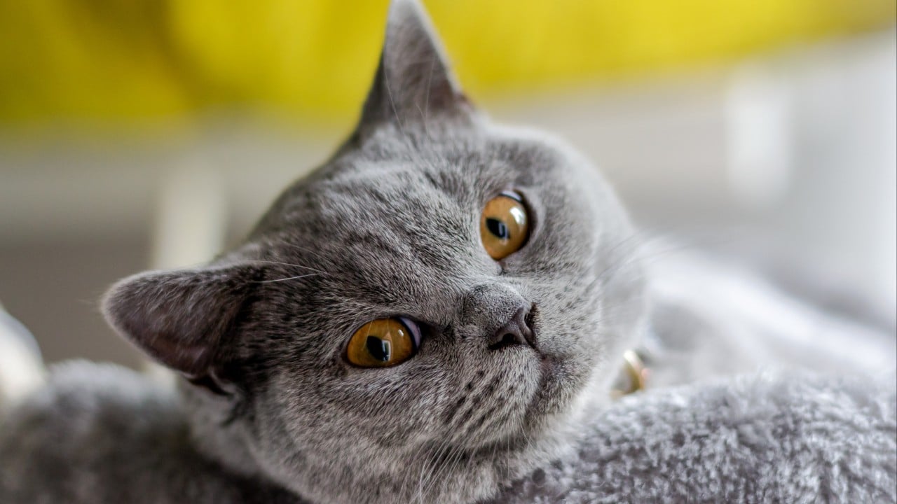 Hong Kong pet shop owner arrested for alleged theft of 35 cats to repay loan