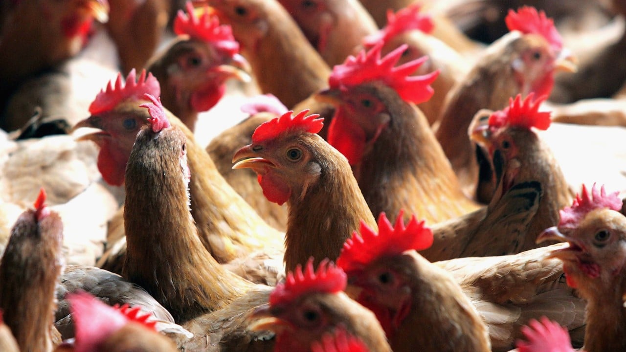 Plunging pork and poultry prices put pressure on Chinese farmers