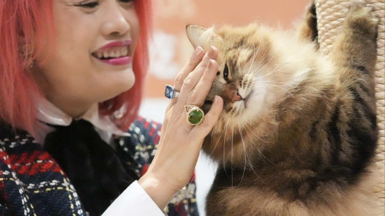 HK$2,000 a month on cats? Hongkongers spending more on feline friends, poll finds