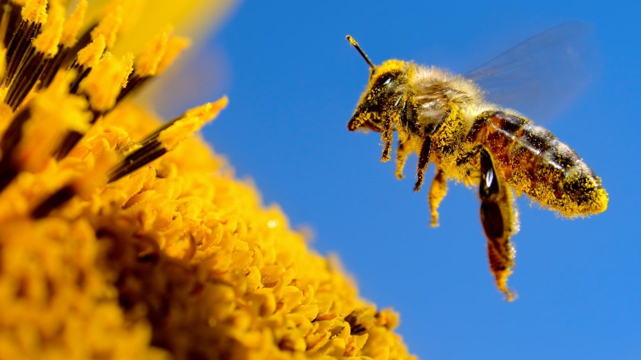 China creates first cyborg bee with world’s lightest brain controller