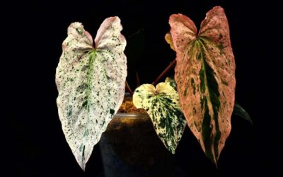 Exotic plant industry; Australia, India unite on rare earths: 7 Asia highlights