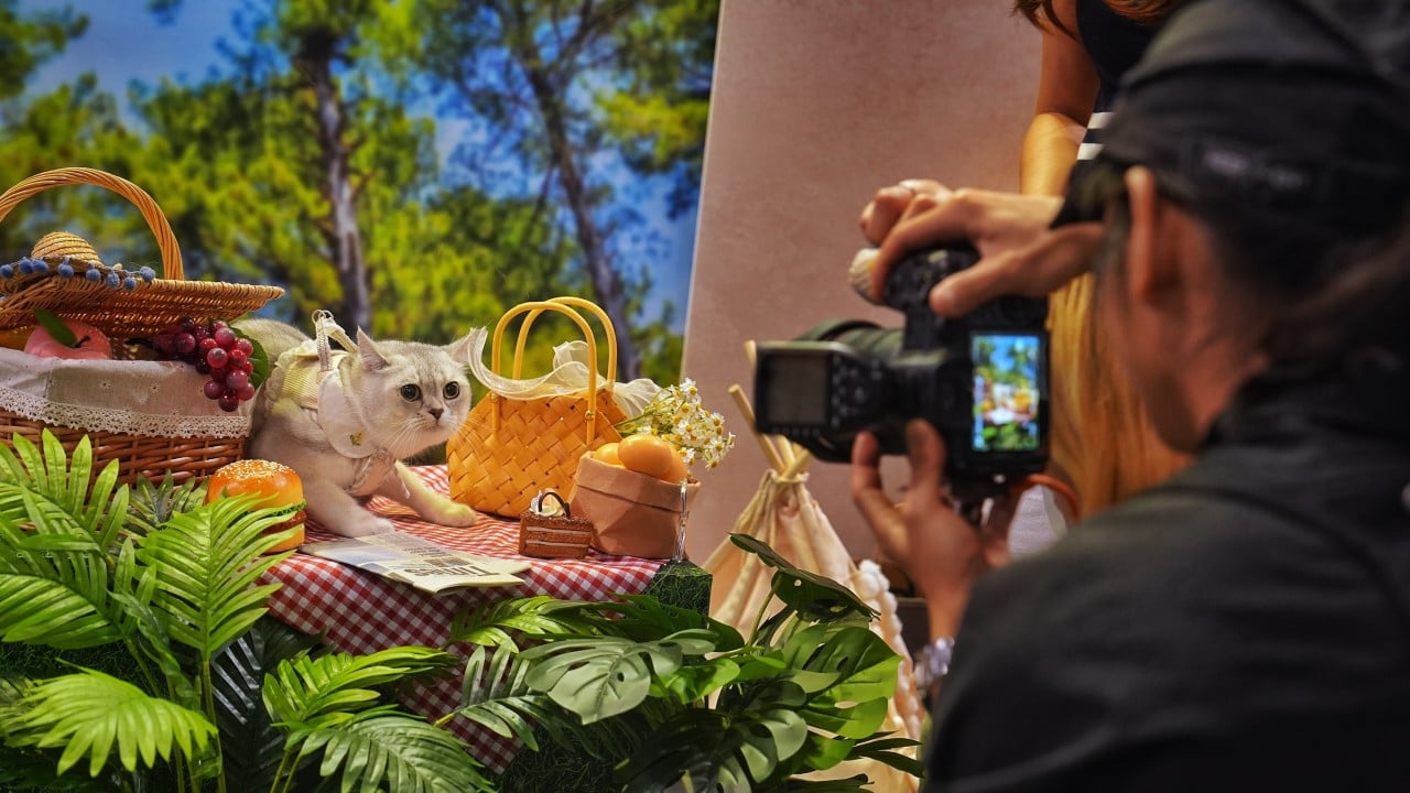 Purr-fect day for Hong Kong pet owners as cat expo opens