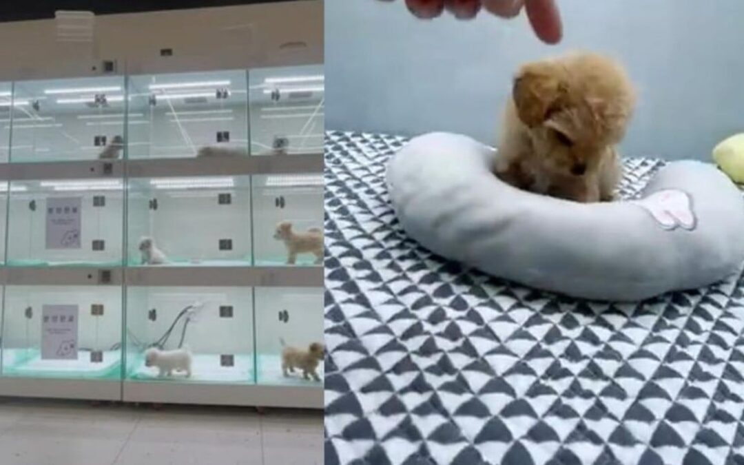 South Korea’s growing crisis of illegal puppy sales on YouTube spark concerns