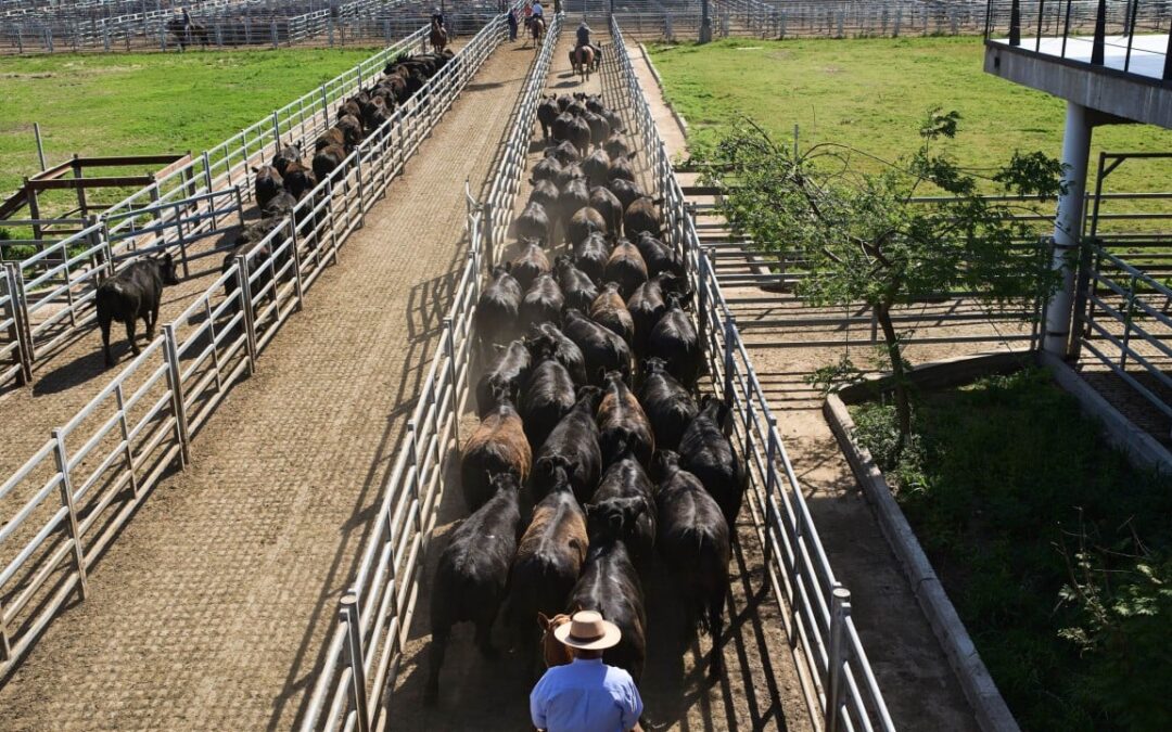 China imposes beef-import quota, slaps over-quota tariffs to shield local industry