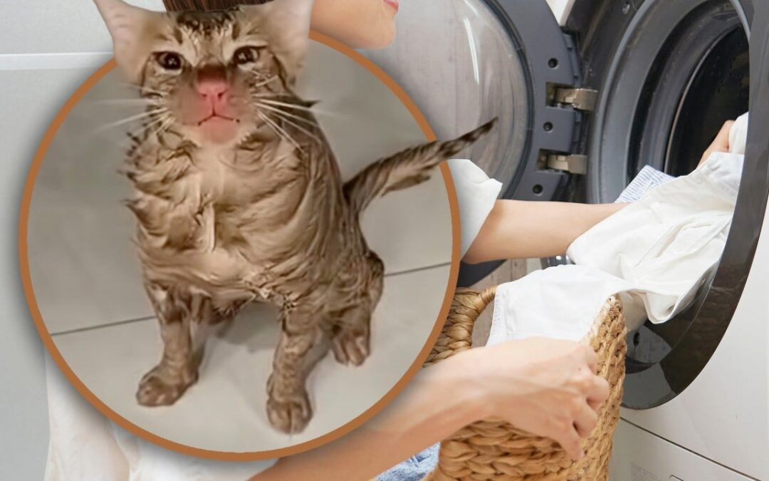 Cat in China survives after trapped in running washing machine, suffers just red nose