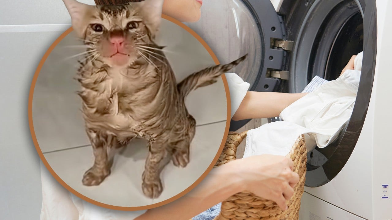 Cat in China survives after trapped in running washing machine, suffers just red nose