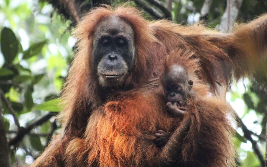 ‘Could go extinct here’: orangutans at risk as Indonesia floods devastate habitat
