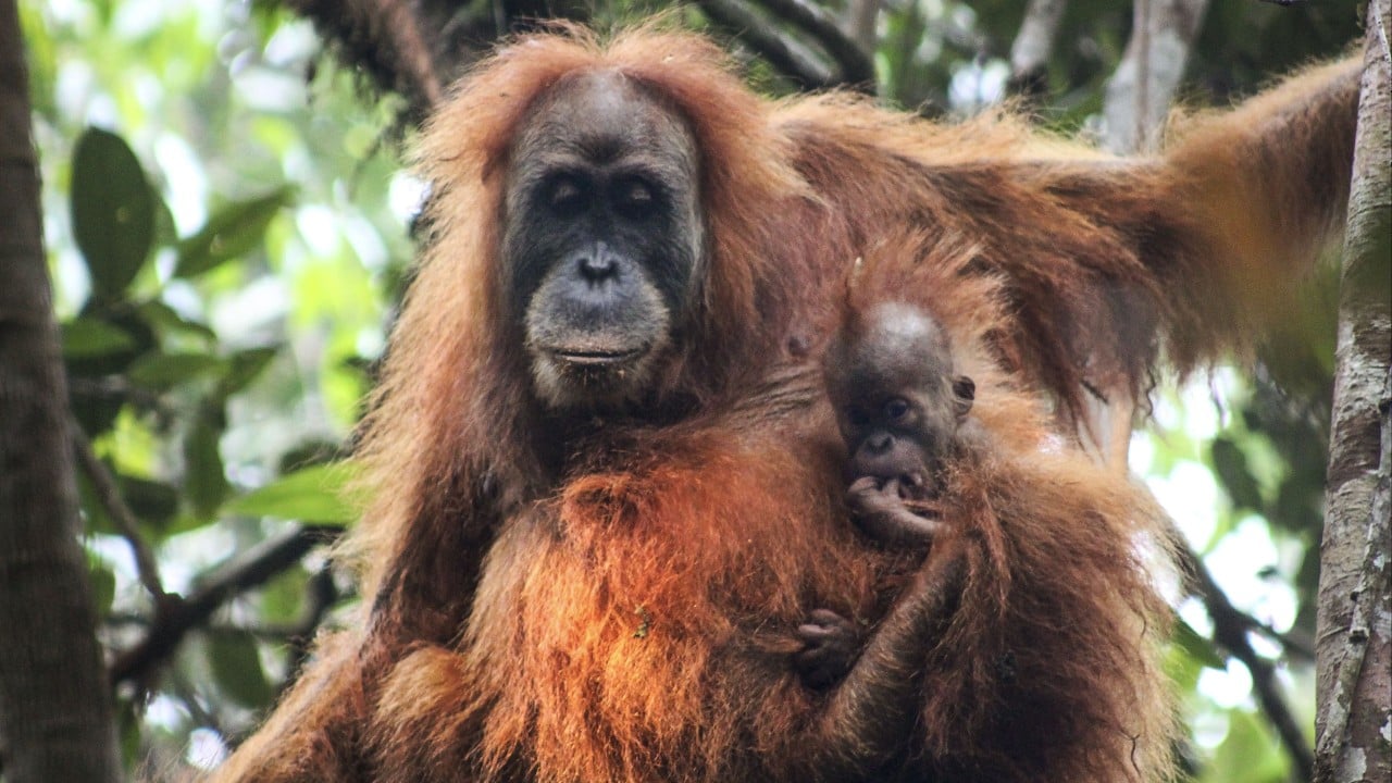 ‘Could go extinct here’: orangutans at risk as Indonesia floods devastate habitat