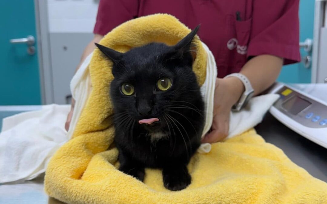 SPCA urges food, water and traps to find 84 pets missing after Hong Kong fire