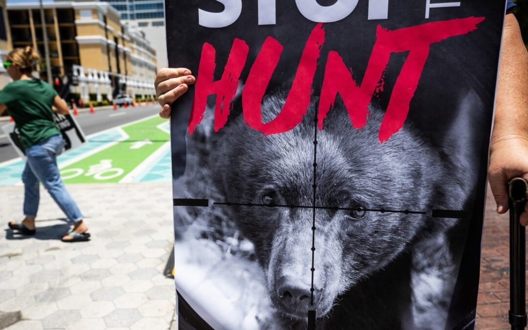 Florida kicks off first black bear hunt in a decade, despite outcry