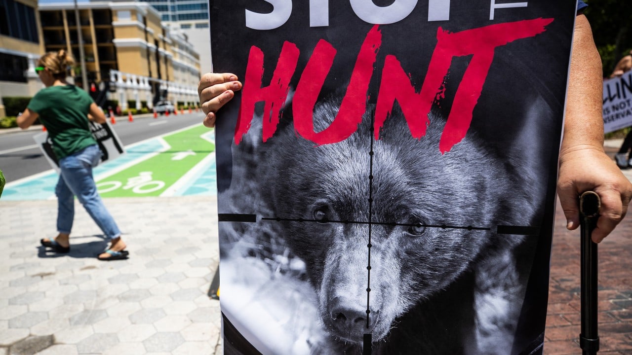 Florida kicks off first black bear hunt in a decade, despite outcry