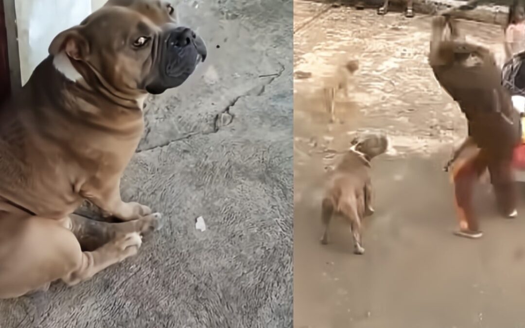 Brutal dog killing in Philippines sparks outrage, calls to strengthen animal welfare law