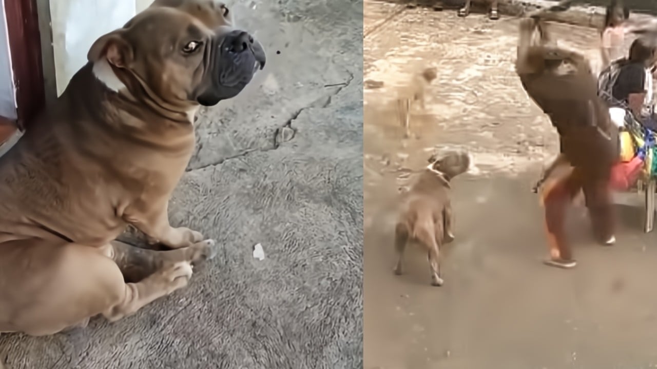 Brutal dog killing in Philippines sparks outrage, calls to strengthen animal welfare law