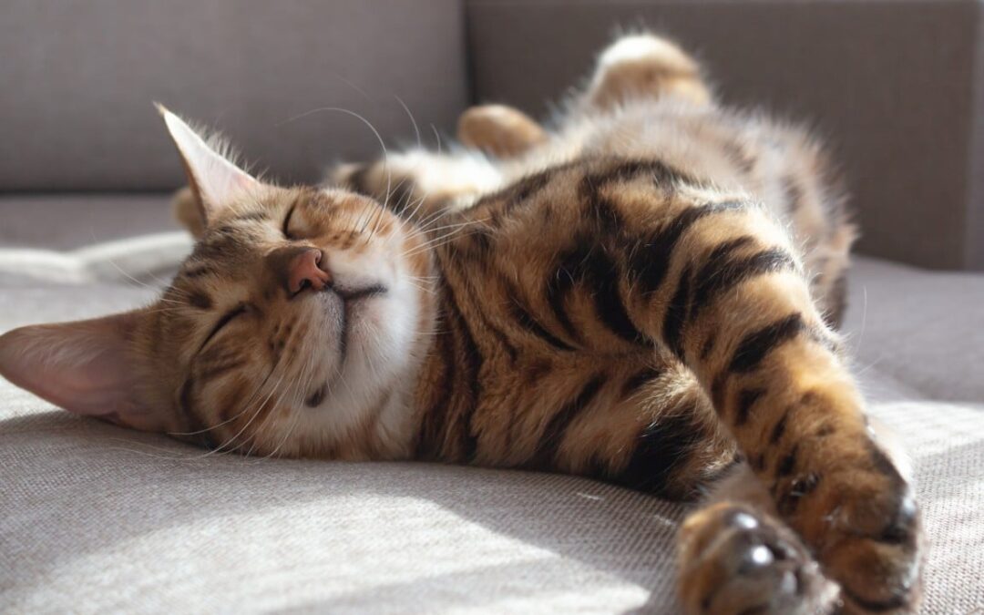 First ‘home cat’ reached China 1,400 years ago via Tang dynasty Silk Road