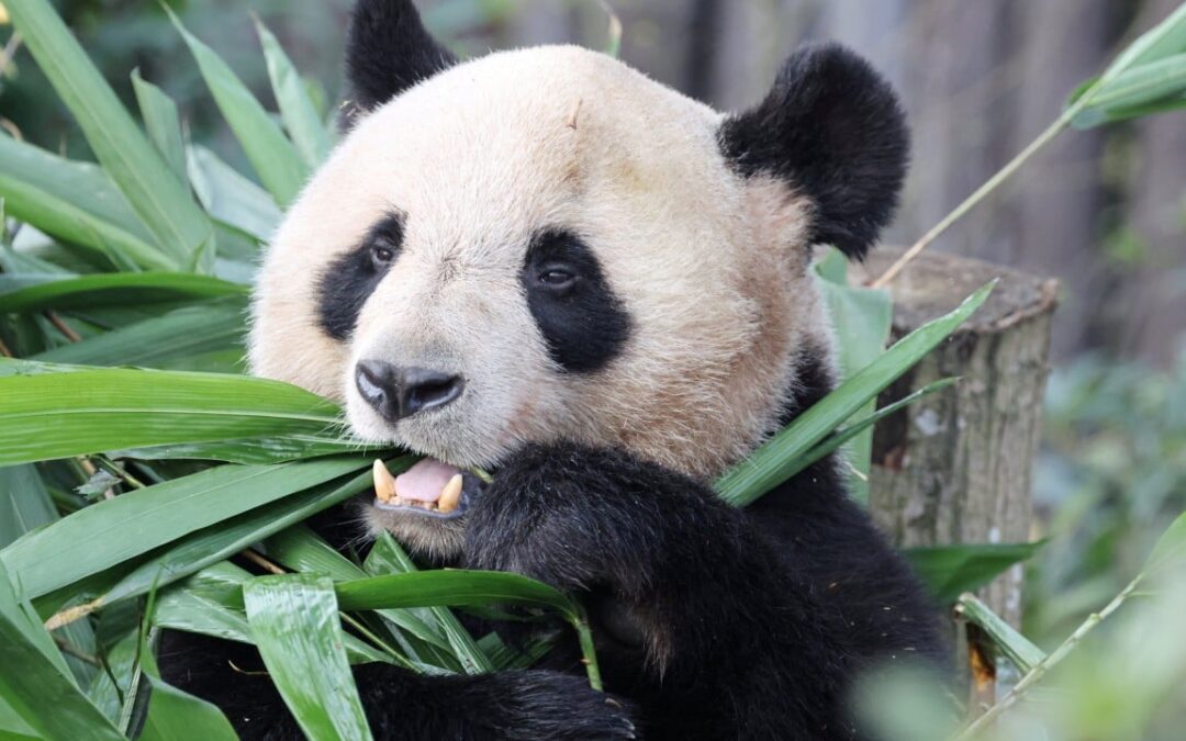 France poised to get 2 giant pandas in 2027 after Macron’s visit to China