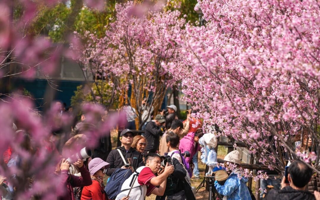 Blooming good: where to find cherry blossoms in Hong Kong this spring