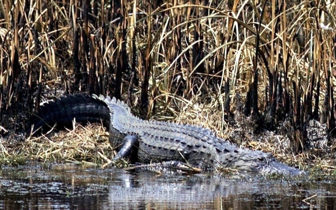 US man escapes execution for dumping girl, 5, to be killed by alligators