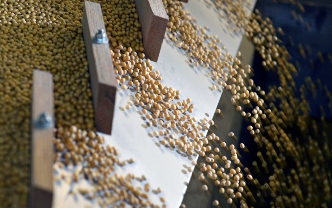 China signals strong demand for soybean imports in 2026 rural blueprint