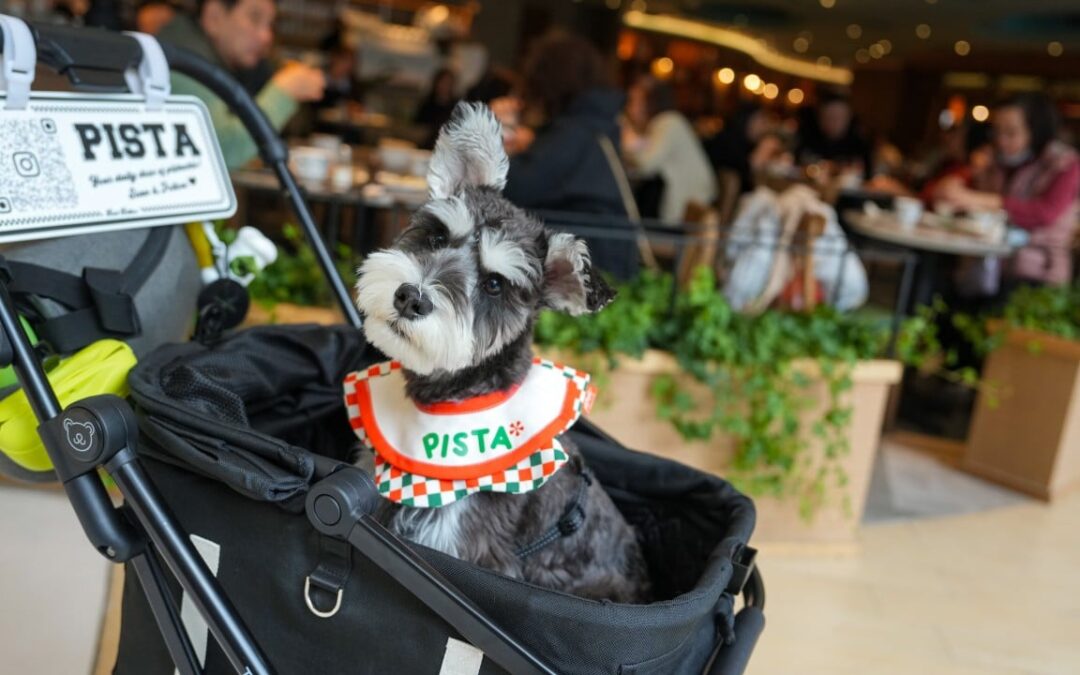 Hong Kong government may set limit of 2 dogs per diner under new pet-friendly policy