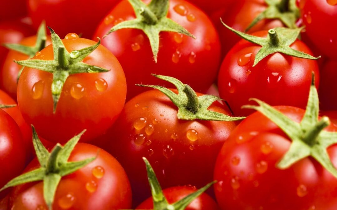 Chinese scientists engineer gene-edited tomato with popcorn aroma