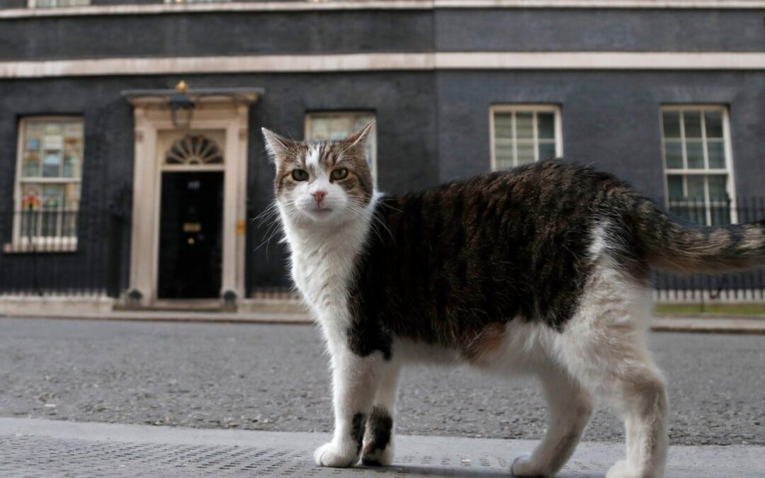 UK’s Larry the cat, 19, marks 15 years, 6 PMs, as chief mouser