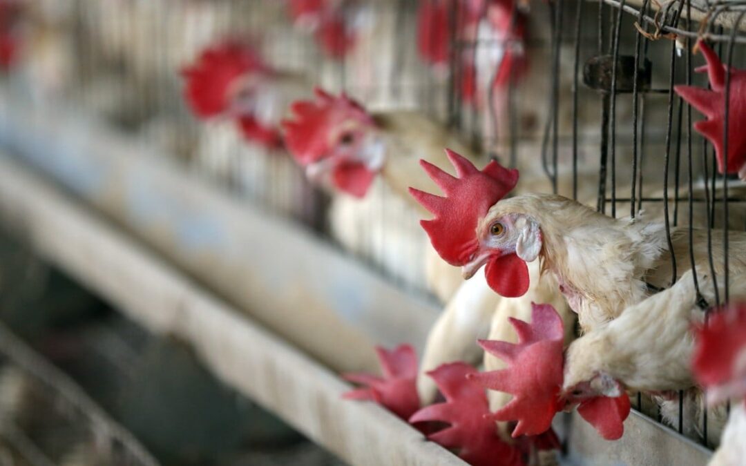 Bird flu outbreaks in parts of Japan, Denmark trigger Hong Kong poultry bans