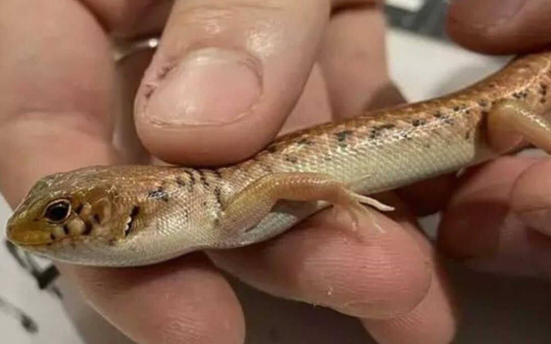 Australian smuggler jailed record 8 years for mailing lizards in popcorn bags